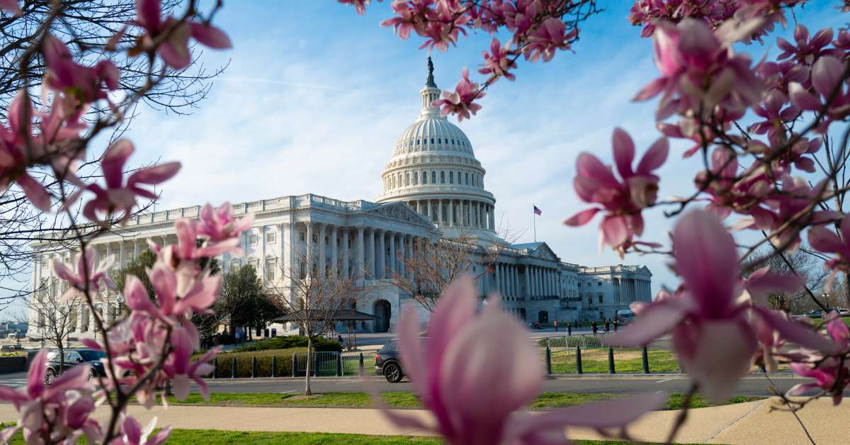 The exterior of the United States Capitol on a sunny day. There are blooming cherry blossom branches in the foreground.